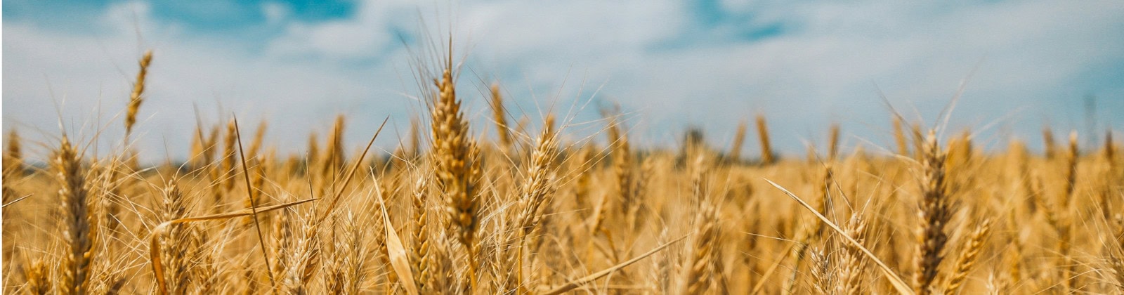 tax loss harvesting